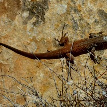 Dark brown Lizard